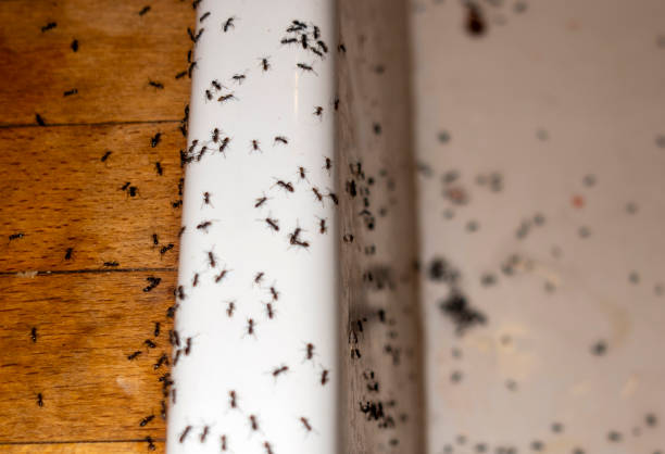 Best Wasp Removal Services  in Trophy Clu, TX