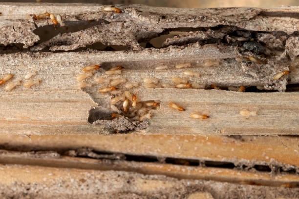 Best Affordable Pest Control Services  in Trophy Clu, TX
