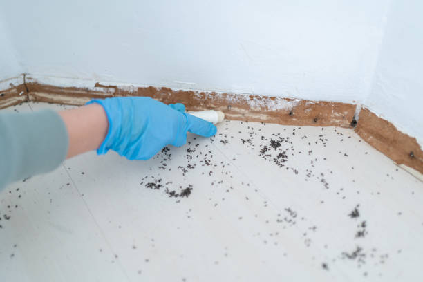 Best Residential Pest Control  in Trophy Clu, TX